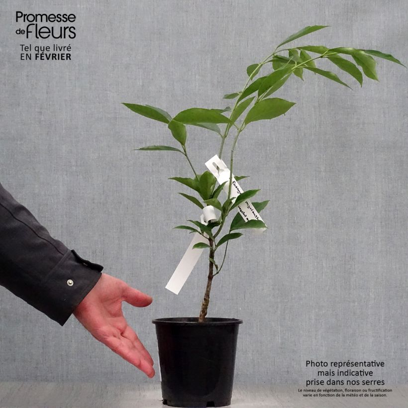 Esimerkki talvella toimitetusta Sorvarinpensaa - Euonymus myrianthus Pot de 2L/3L-taimesta