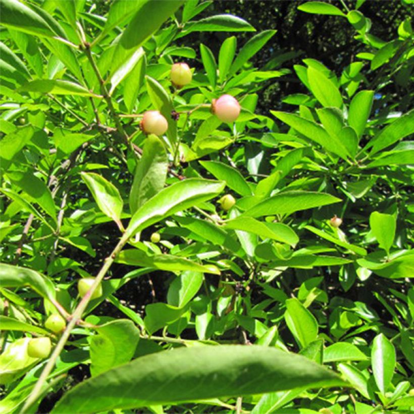 Sorvarinpensaa - Euonymus myrianthus (Lehvistö)