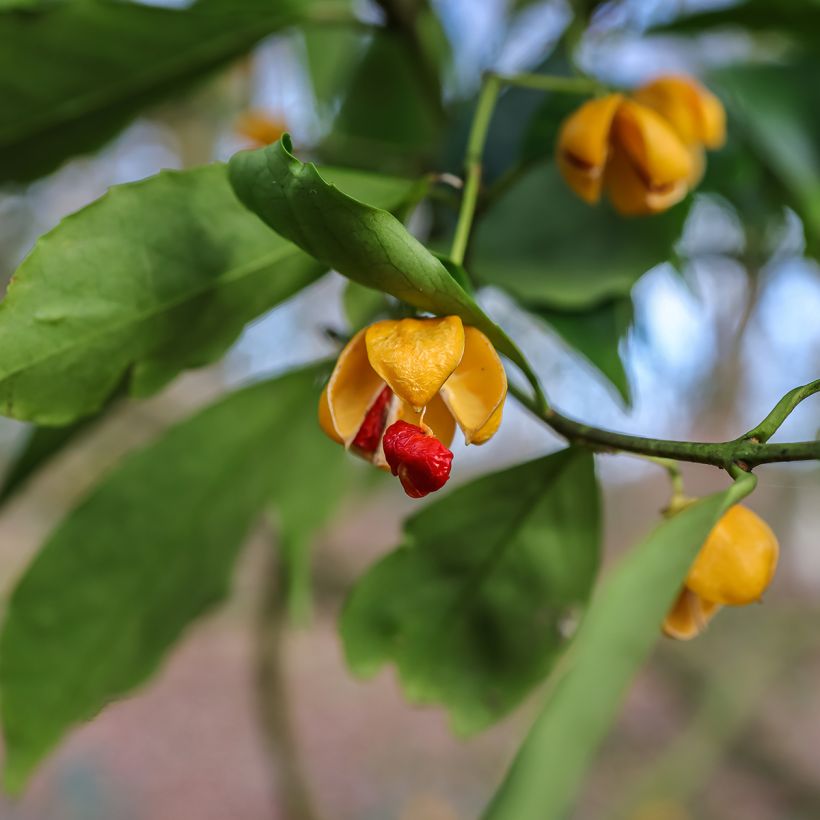 Sorvarinpensaa - Euonymus myrianthus (Sadonkorjuu)