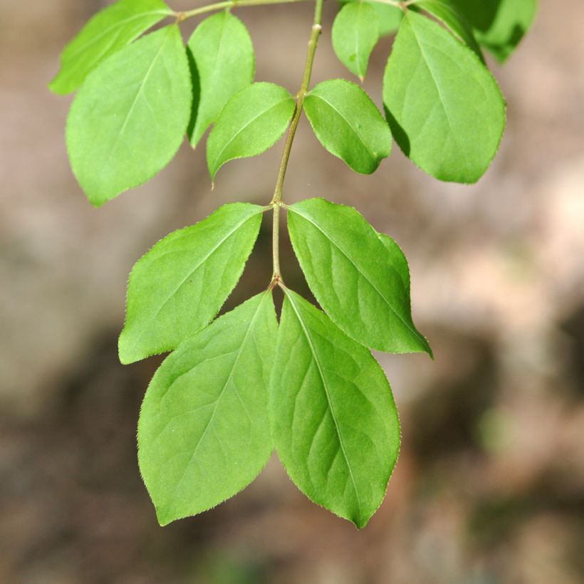 Pallesorvarinpensas - Euonymus oxyphyllus (Lehvistö)