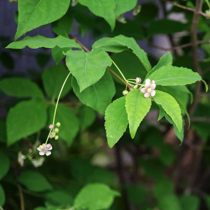 Pallesorvarinpensas - Euonymus oxyphyllus (Kukinta)