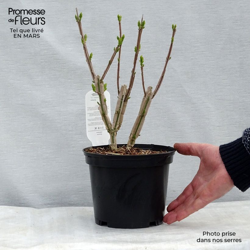 Example of Korkkisorvarinpensas - Euonymus phellomanus Pot de 2L/3L as you get in printemps