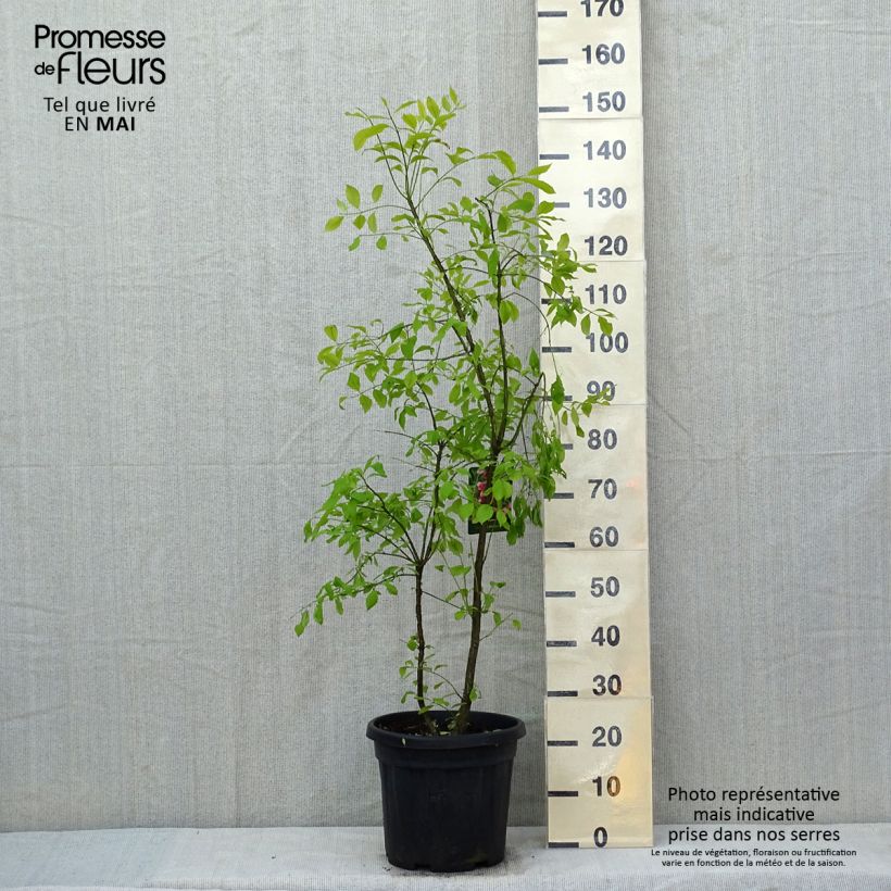 Example of Korkkisorvarinpensas - Euonymus phellomanus Pot de 12L/15L as you get in printemps