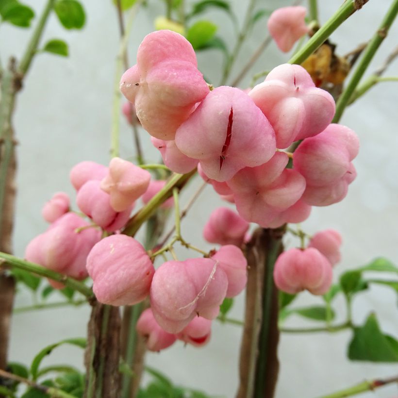 Korkkisorvarinpensas - Euonymus phellomanus (Harvest)