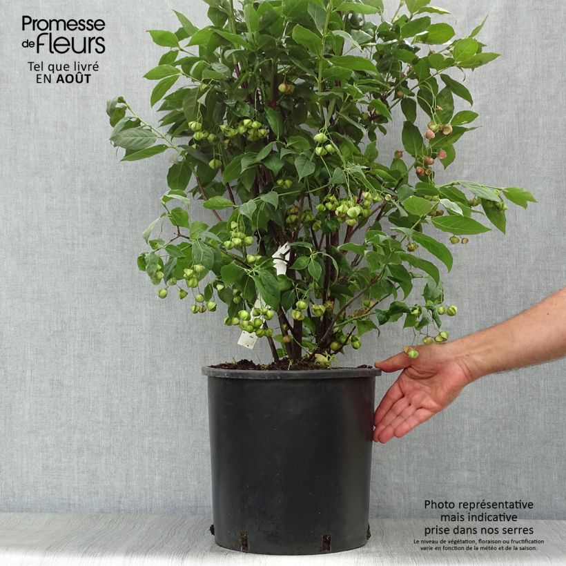 Esimerkki kesällä toimitetusta Kirsikkasorvarinpensas - Euonymus planipes Pot de 12L/15L-taimesta