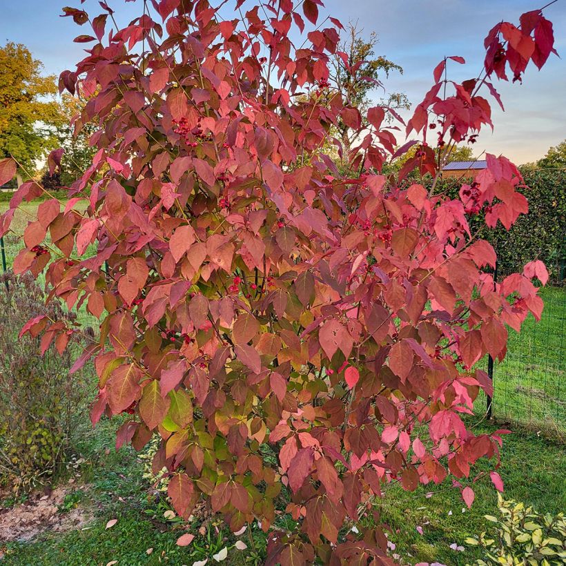 Kirsikkasorvarinpensas - Euonymus planipes (Kasvutapa)