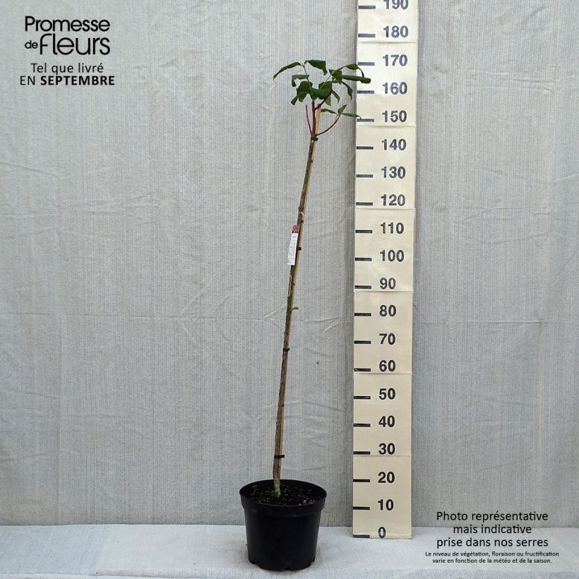Esimerkki kesällä toimitetusta Kirsikkasorvarinpensas - Euonymus planipes Pot de 7,5L/10L-taimesta