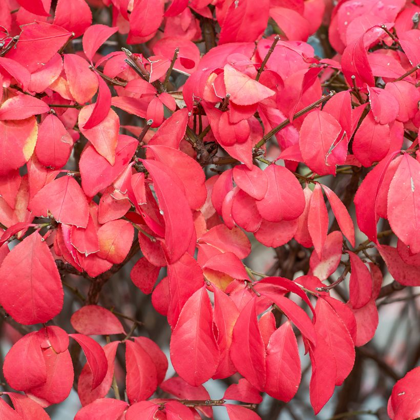Pallesorvarinpensas Fire Ball (Lehvistö)