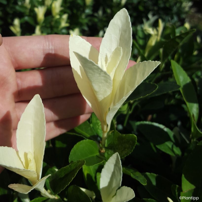 Laakerisorvarinpensas Himalaya (Lehvistö)