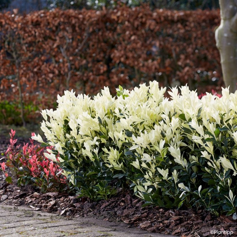 Laakerisorvarinpensas Himalaya (Kasvutapa)