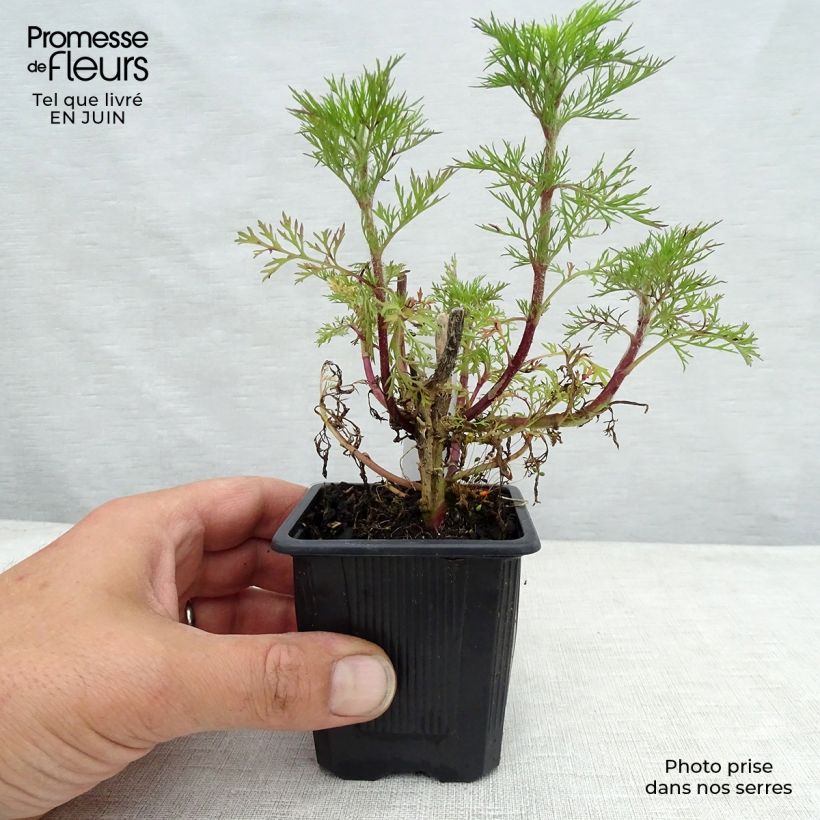 Esimerkki kesällä toimitetusta Hiirenvirkko Elegant Plume Godet de 8/9 cm-taimesta