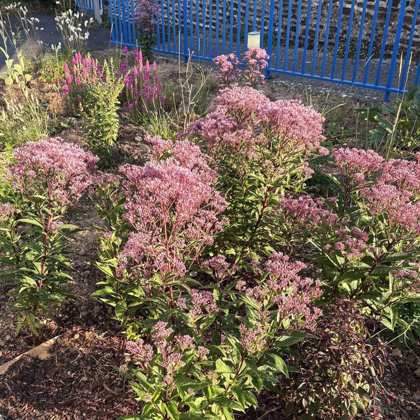 Eutrochium dubium baby joe Baby Joe - Eupatorium (Kasvutapa)