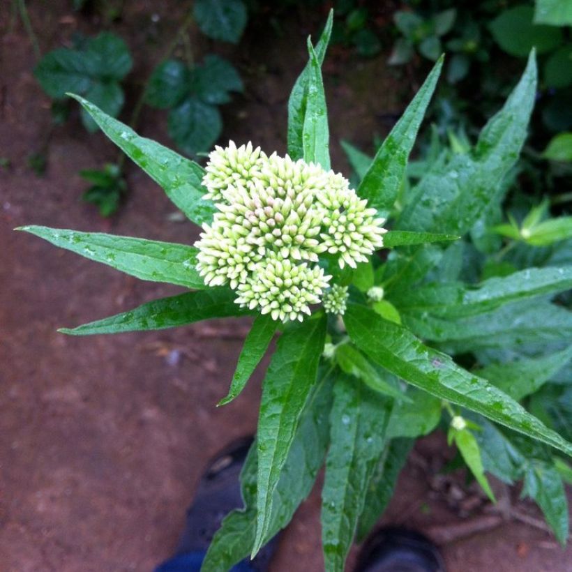 Punalatva - Eupatorium chinense (Kukinta)