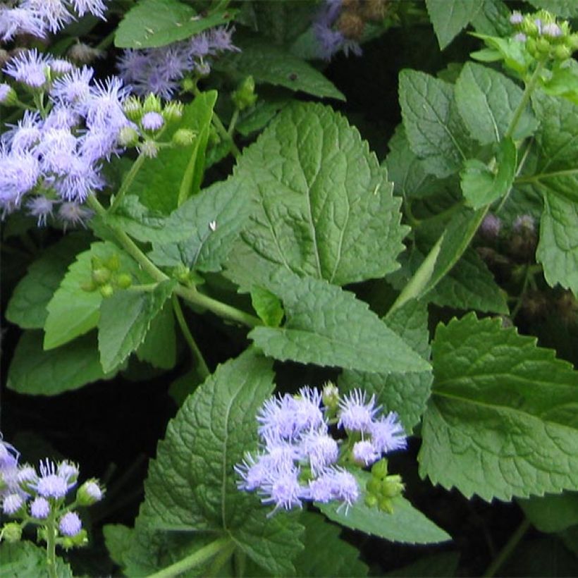 Punalatva - Eupatorium coelestinum (Lehvistö)