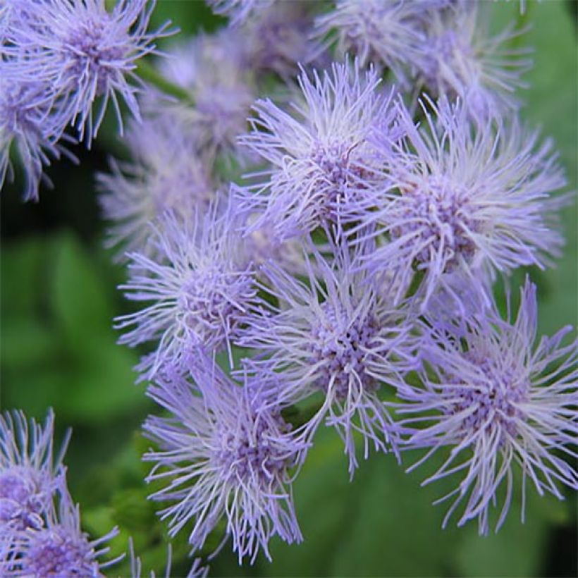 Punalatva - Eupatorium coelestinum (Kukinta)