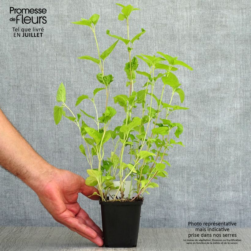 Esimerkki kesällä toimitetusta Punalatva - Eupatorium coelestinum Godet de 8/9 cm-taimesta
