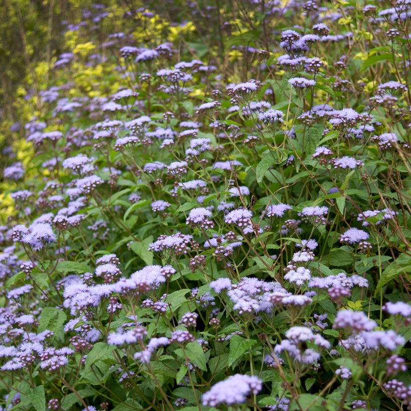 Punalatva - Eupatorium coelestinum (Kasvutapa)