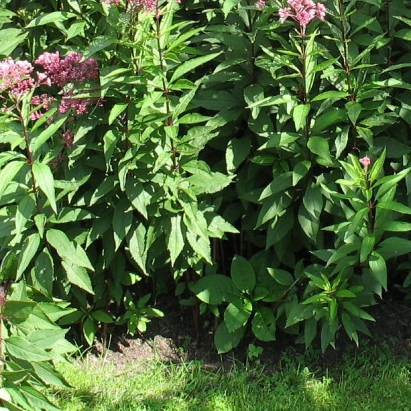 Punalatva Atropurpureum (Lehvistö)