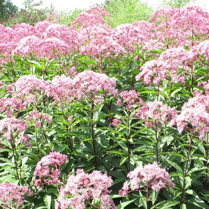 Punalatva Atropurpureum (Kukinta)