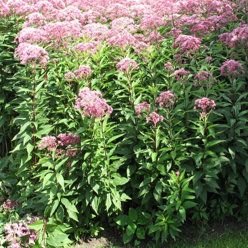Punalatva Atropurpureum (Kasvutapa)