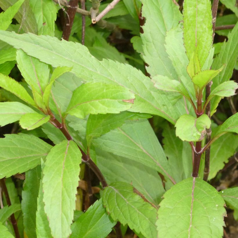 Punalatva - Eupatorium fortunei (Lehvistö)