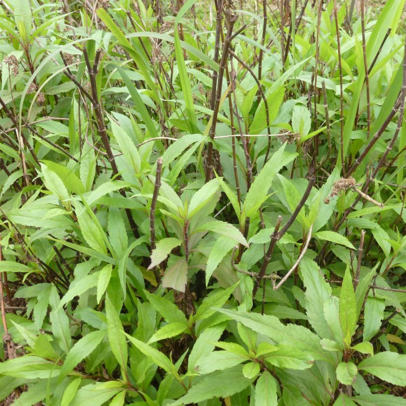 Punalatva - Eupatorium fortunei (Kasvutapa)