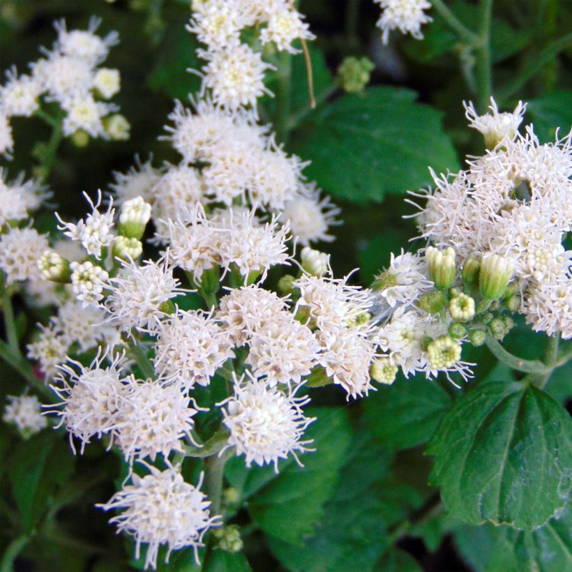 Punalatva Lucky Melody (Kukinta)