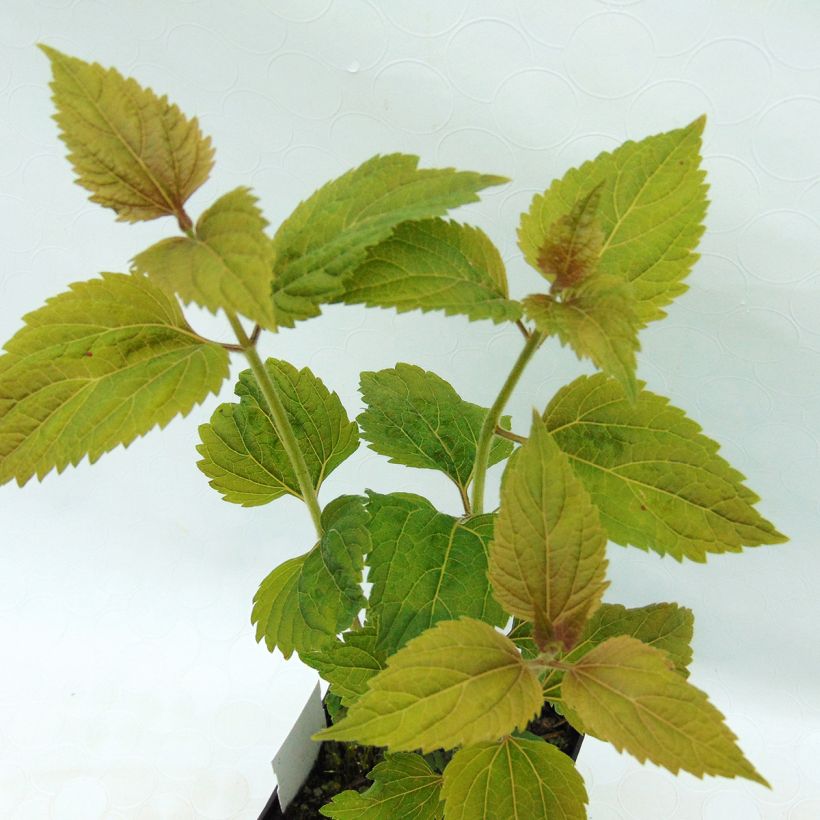 Punalatva Lucky Melody (Lehvistö)