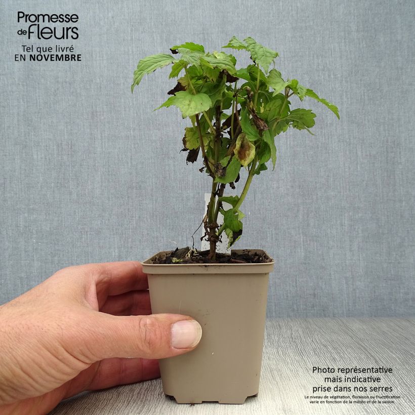 Esimerkki syksyllä toimitetusta Punalatva Lucky Melody 8/9 cm taimiruukku-taimesta