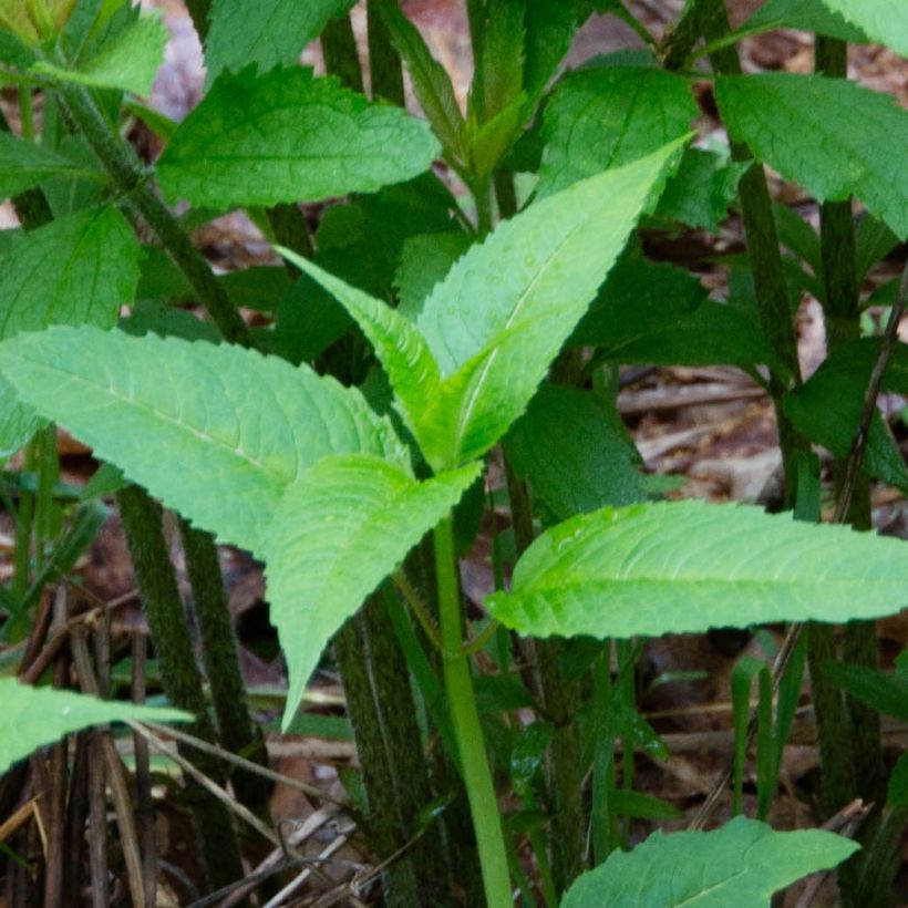 Täpläpunalatva - Eupatorium maculatum (Lehvistö)