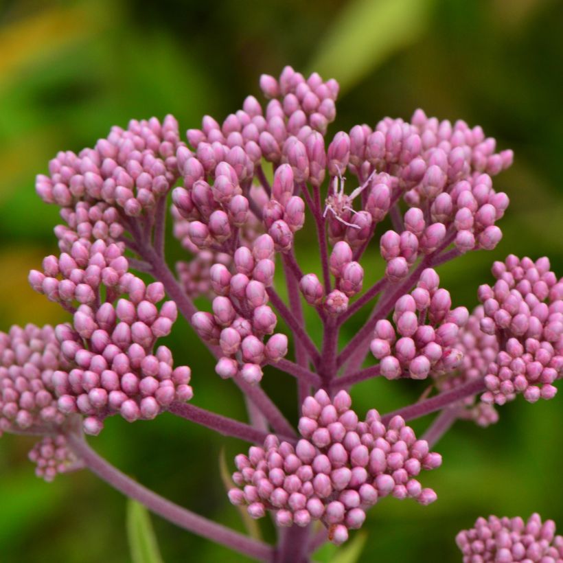 Täpläpunalatva - Eupatorium maculatum (Kukinta)