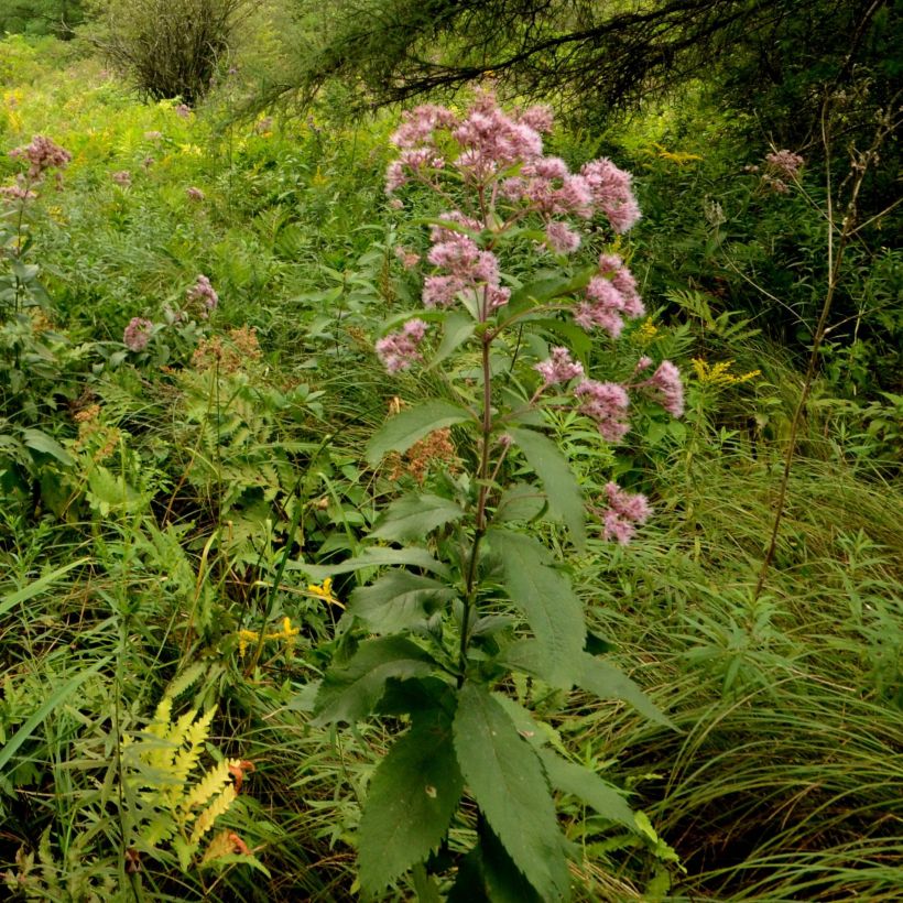 Täpläpunalatva - Eupatorium maculatum (Kasvutapa)
