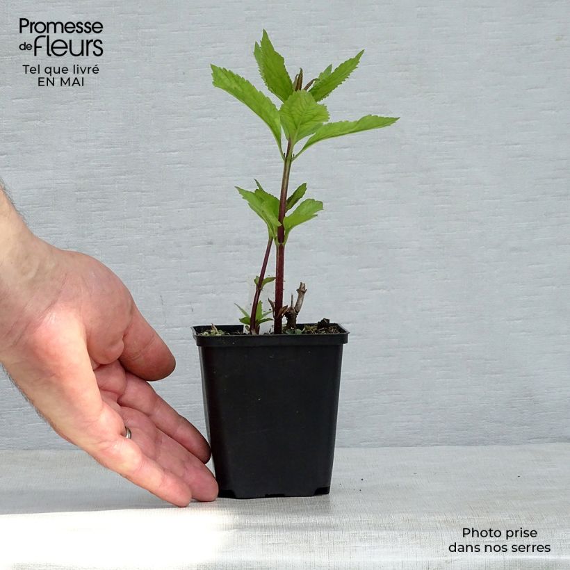 Esimerkki keväällä toimitetusta Täpläpunalatva Phantom Taimiruukku 8/9 cm-taimesta