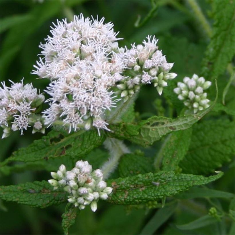 Rohtopunalatva - Eupatorium perfoliatum (Kukinta)