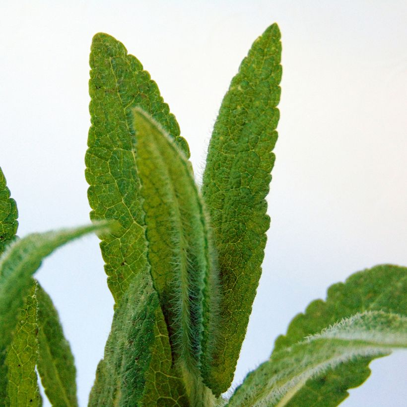 Rohtopunalatva - Eupatorium perfoliatum (Lehvistö)