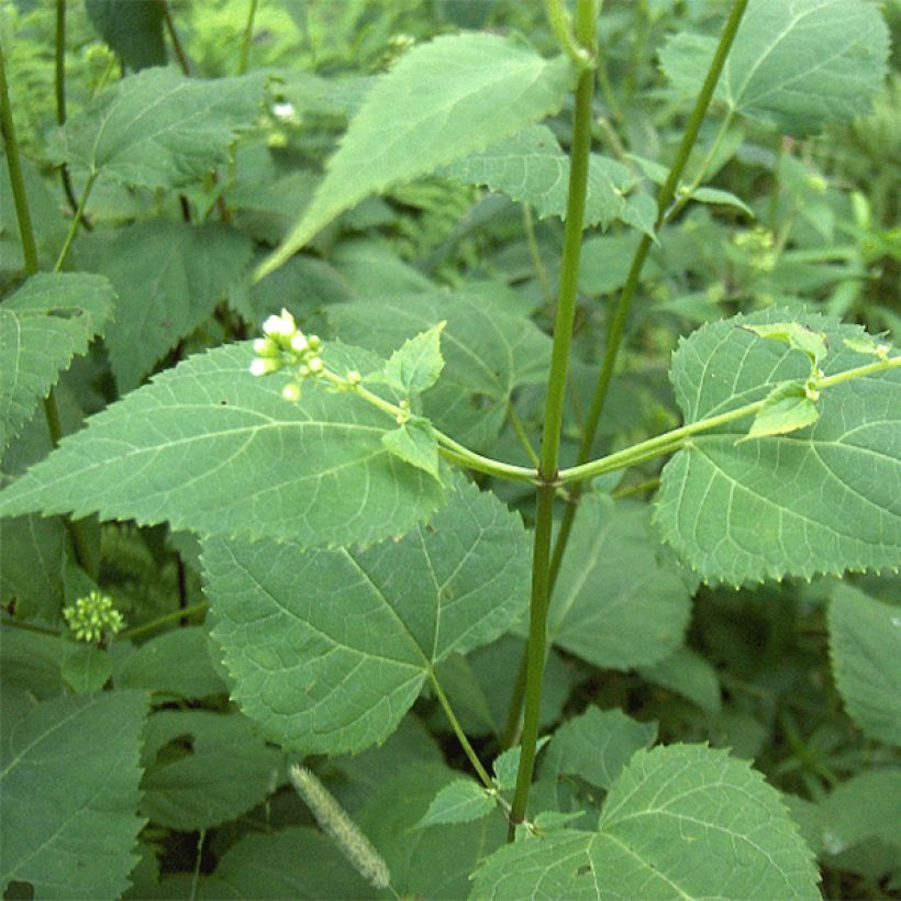Isovalkolatva - Eupatorium rugosum (Lehvistö)