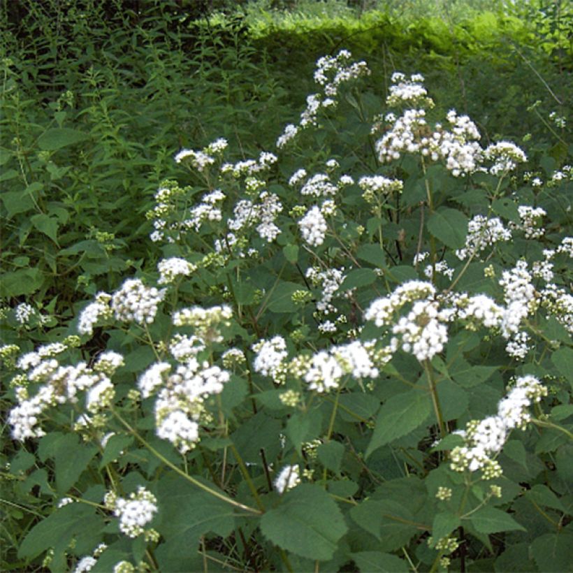 Isovalkolatva - Eupatorium rugosum (Kukinta)