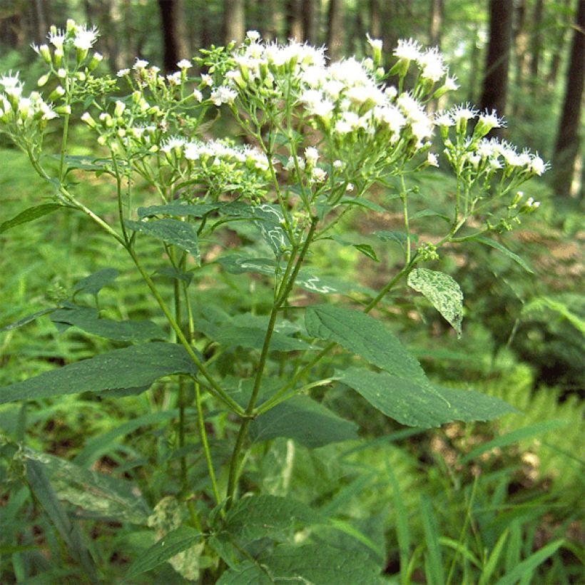 Isovalkolatva - Eupatorium rugosum (Kasvutapa)
