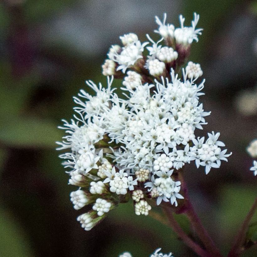 Punalatva Chocolate (Kukinta)