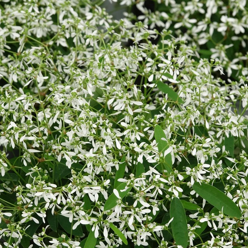Harsotyräkki Diamond Frost (Lehvistö)
