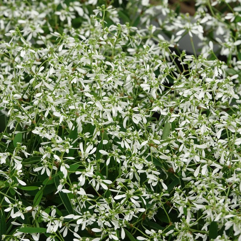 Harsotyräkki Diamond Frost (Kukinta)