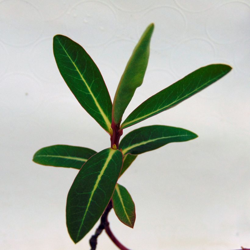 Tyräkki - Euphorbia cornigera (Lehvistö)