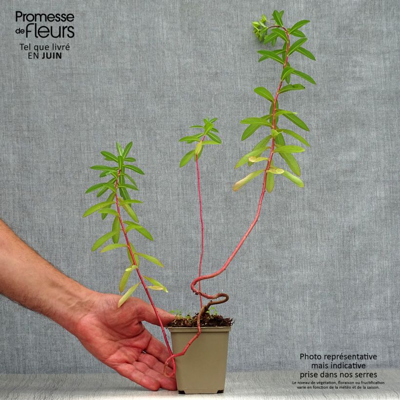 Esimerkki kesällä toimitetusta Tyräkki - Euphorbia cornigera Taimiruukku 8/9 cm-taimesta