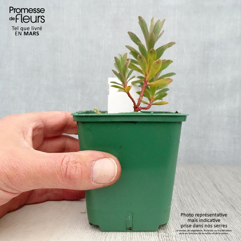 Esimerkki keväällä toimitetusta Tyräkki - Euphorbia nicaeensis Godet de 8/9 cm-taimesta