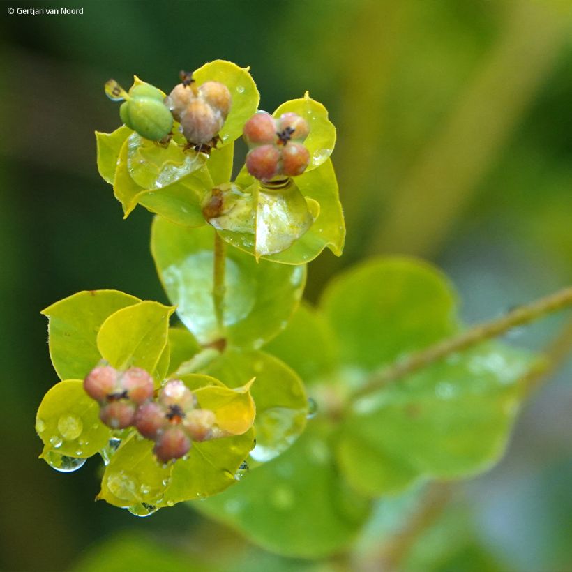 Tyräkki - Euphorbia virgata (Kukinta)