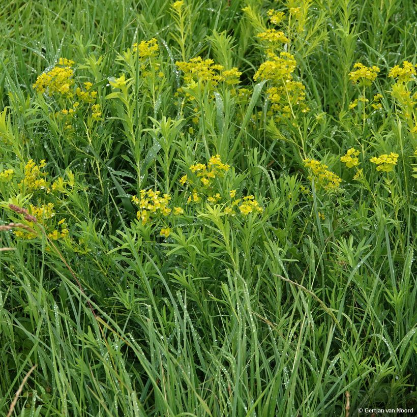 Tyräkki - Euphorbia virgata (Kasvutapa)