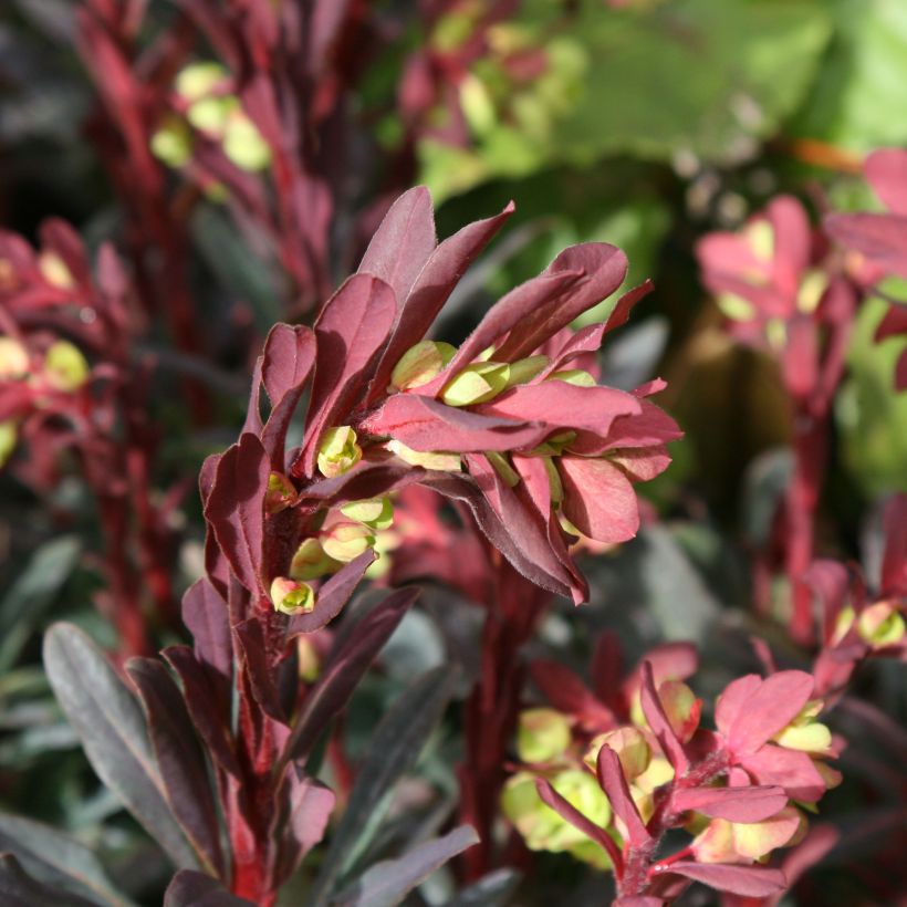 Mantelityräkki Purpurea (Kukinta)