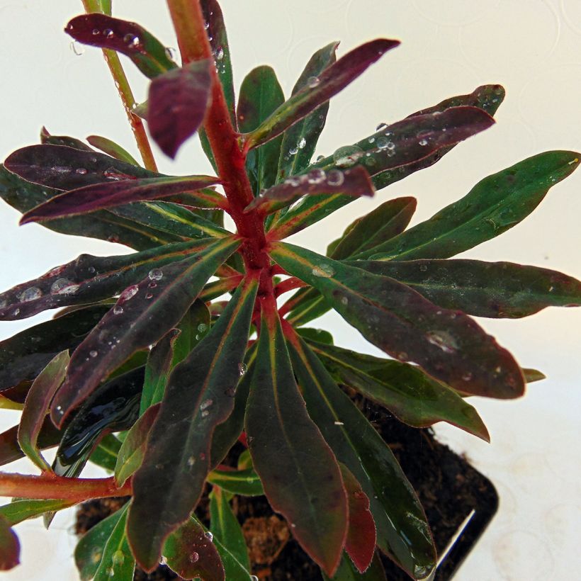 Mantelityräkki Purpurea (Lehvistö)