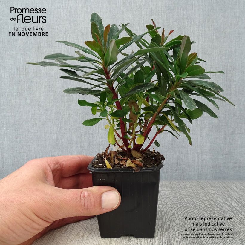 Esimerkki syksyllä toimitetusta Mantelityräkki Purpurea 8/9 cm taimiruukku-taimesta