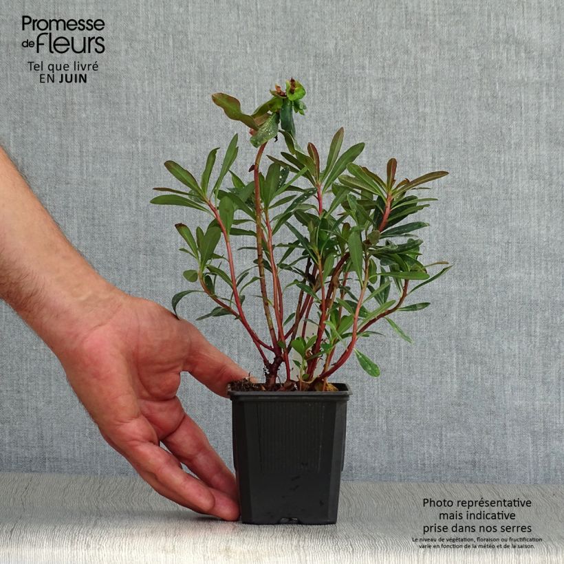 Esimerkki kesällä toimitetusta Mantelityräkki Purpurea Godet de 8/9 cm-taimesta